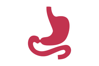 Red silhouette of a stomach on a white background